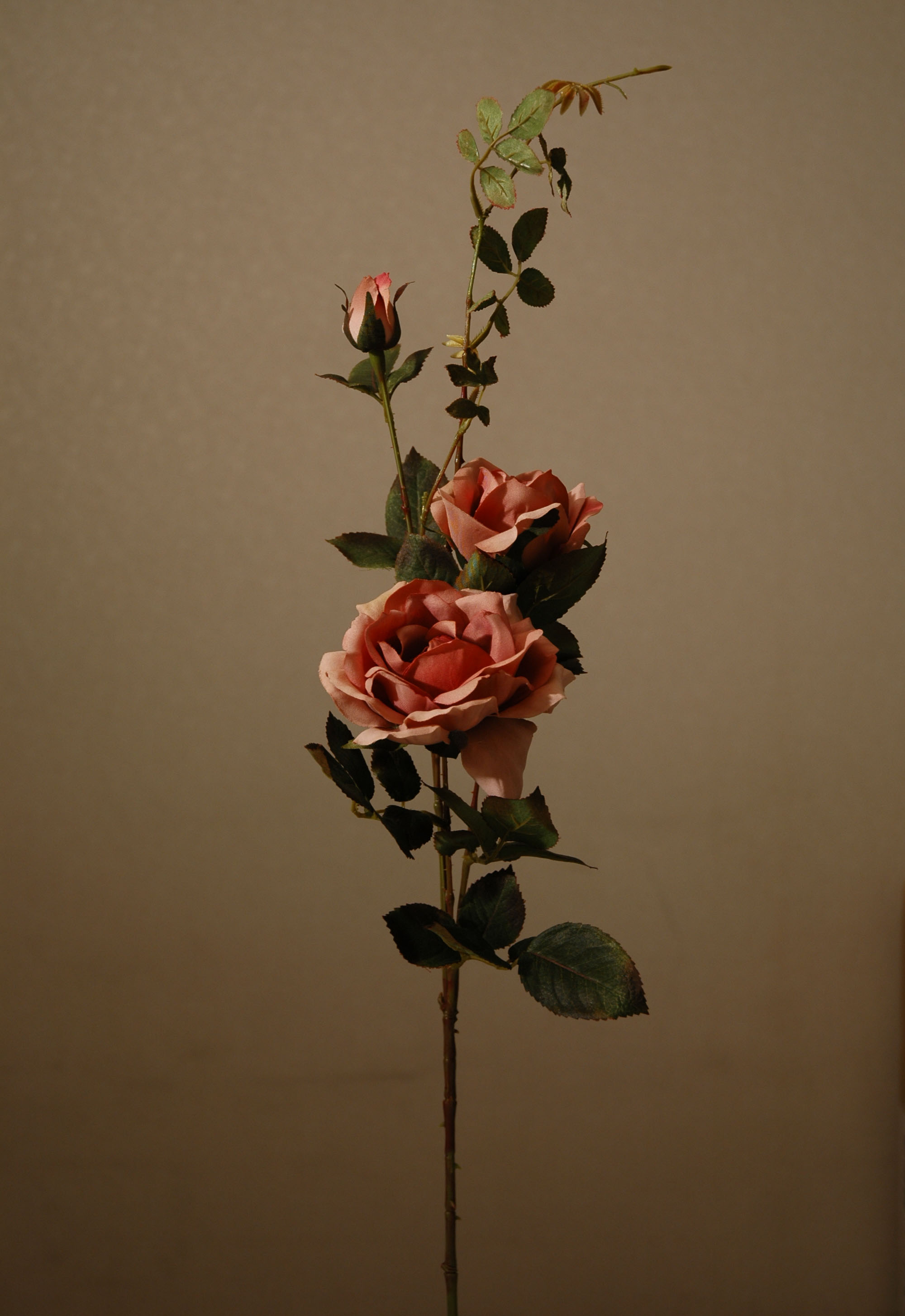 rose 01 2005