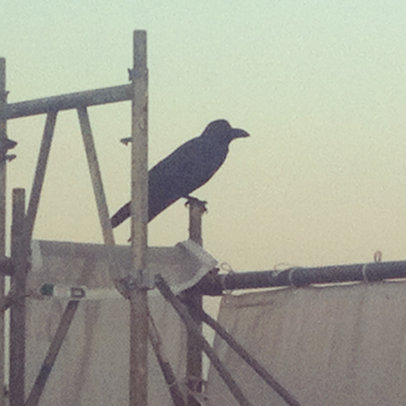 crow 2012