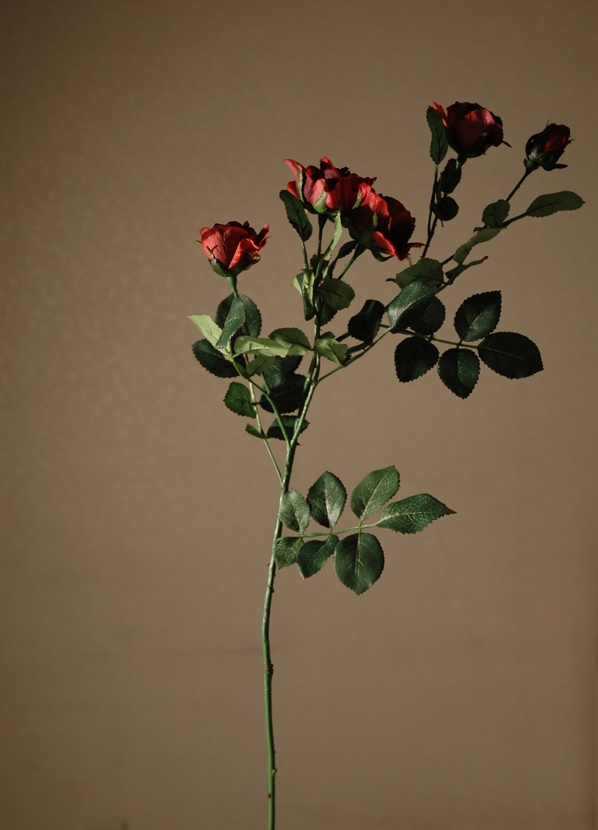 rose 02 2005